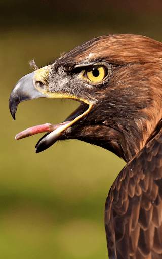 Eagle Live Wallpaper HD screenshot 6