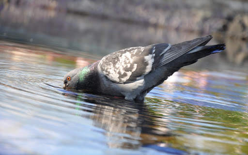 Pigeon Wallpaper HD 🐦 7 تصوير الشاشة