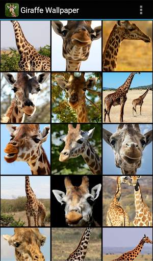Giraffe Wallpaper screenshot 2