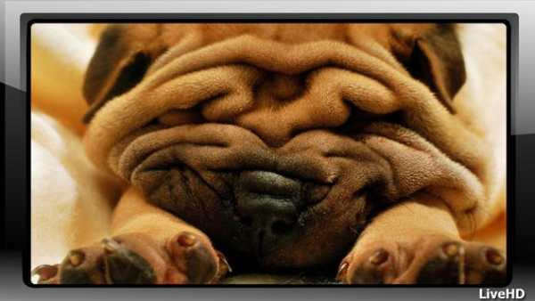 Shar Pei Wallpaper скриншот 2