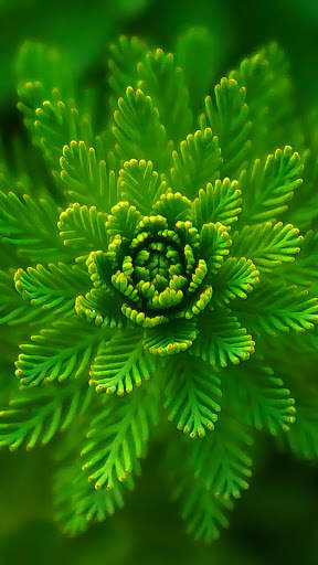 Macro HD Wallpaper screenshot 4