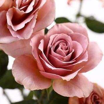 Beautiful Roses screenshot 4