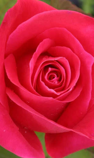 3D Love Rose Live Wallpaper screenshot 2