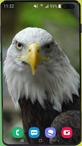 Eagle Wallpaper Best HD screenshot 9