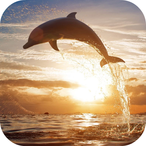 Jumping Dolphin Live Wallpaper icon