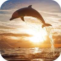 Jumping Dolphin Live Wallpaper