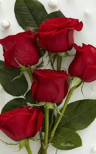 Red Rose Live Wallpaper screenshot 6