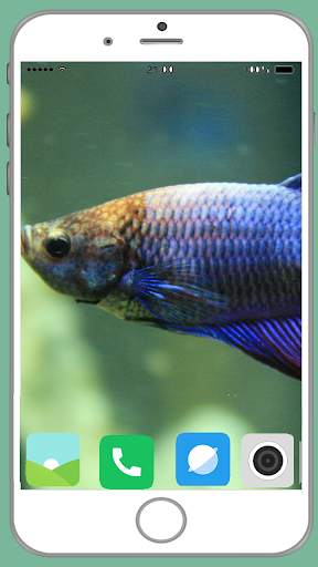 Fish Full HD Wallpaper 8 تصوير الشاشة