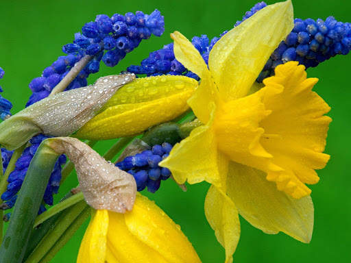 Hyacinth Wallpaper HD screenshot 5