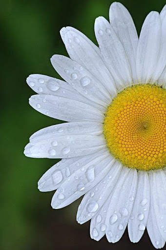 Flower Images, Flower Wallpapers, Roses 5 تصوير الشاشة