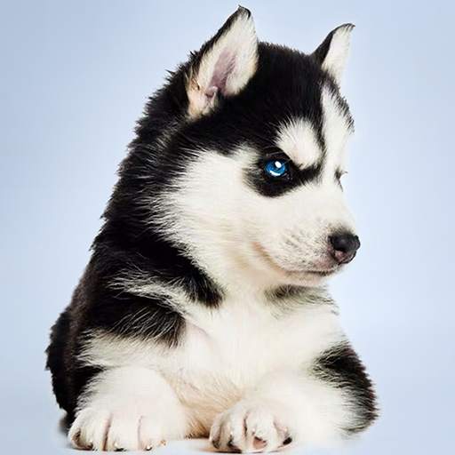 Husky Simulator 1.0.5