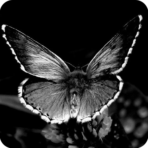 Black and White Wallpaper icon