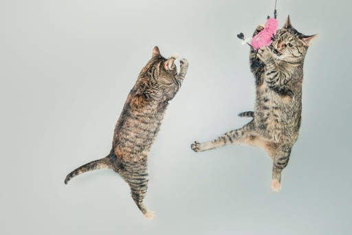 Cute Cats Images and Wallpapers 2 تصوير الشاشة