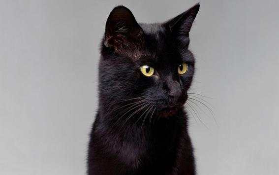 Black Cat Live Wallpaper screenshot 12