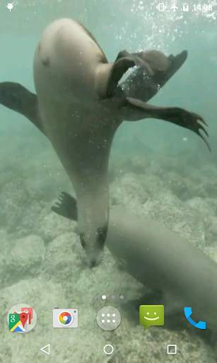 Sea Lions Video Live Wallpaper screenshot 4
