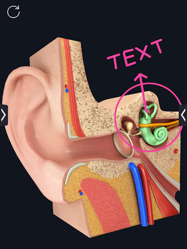 My Organs Anatomy screenshot 13