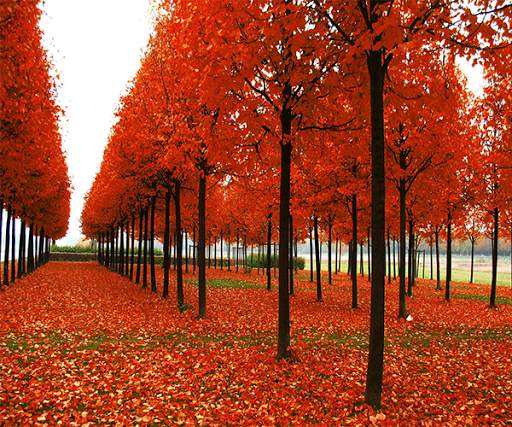 Autumn Live Wallpaper screenshot 3