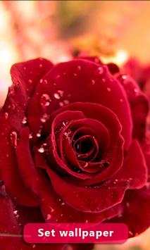 Red Rose Image And Wallpaper screenshot 3