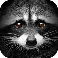 Raccoon Wallpapers | hd backgrounds logo