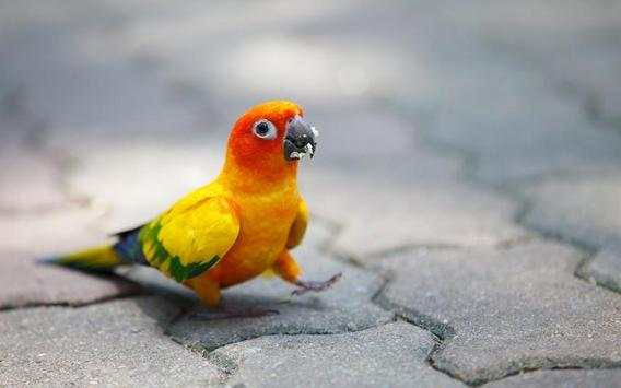 Parrot Bird HD Wallpaper screenshot 4
