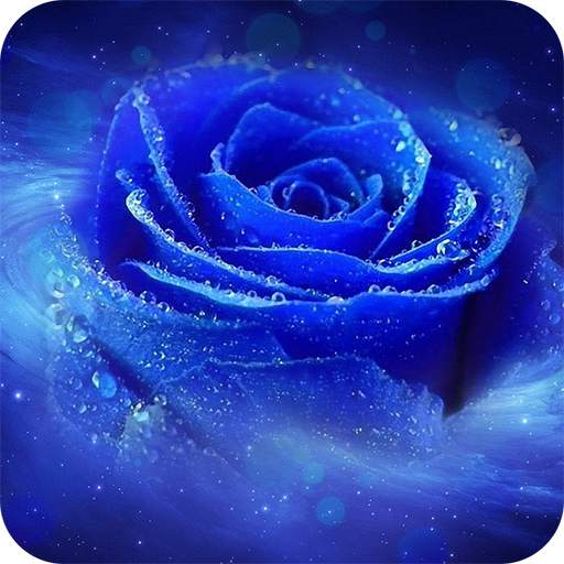 Blue Rose Wallpaper 1.01