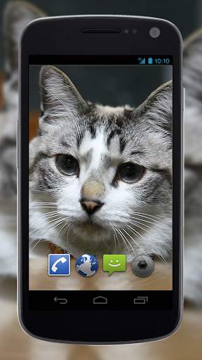 4K Cute Cat Video Live Wallpaper screenshot 1