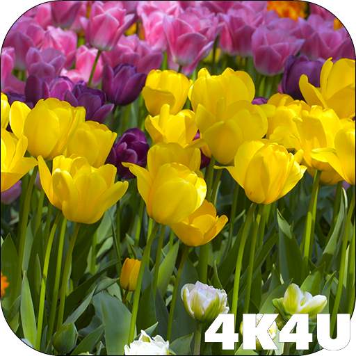 4K Flower Glade Video Live Wallpapers 2.04