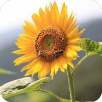 Sunflower Wallpaper icon
