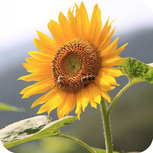 Sunflower Wallpaper 1.0