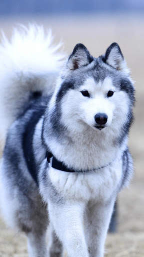 🐕 Husky Wallpapers – Cute Dog Wallpaper screenshot 2