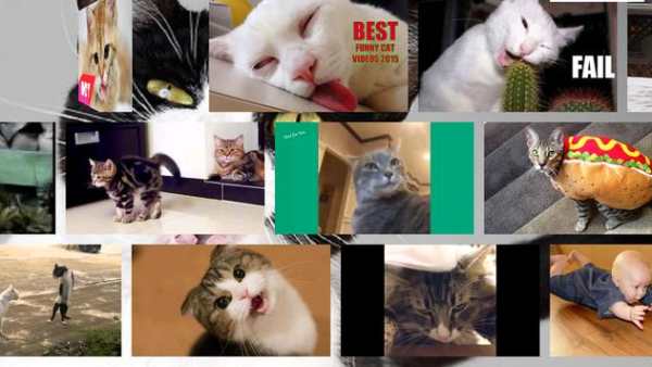 Funny Cats Video Collection screenshot 2