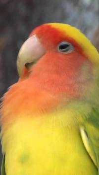 Beautiful Birds Wallpapers3 HD screenshot 10