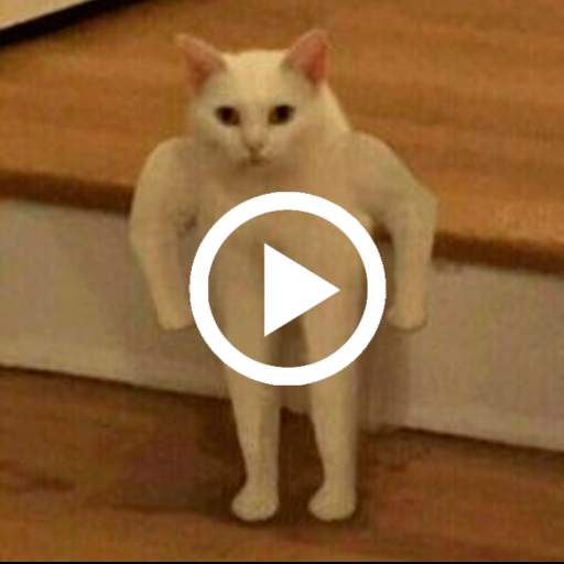 Kit Kot : Funny Cat Videos 1.0.0