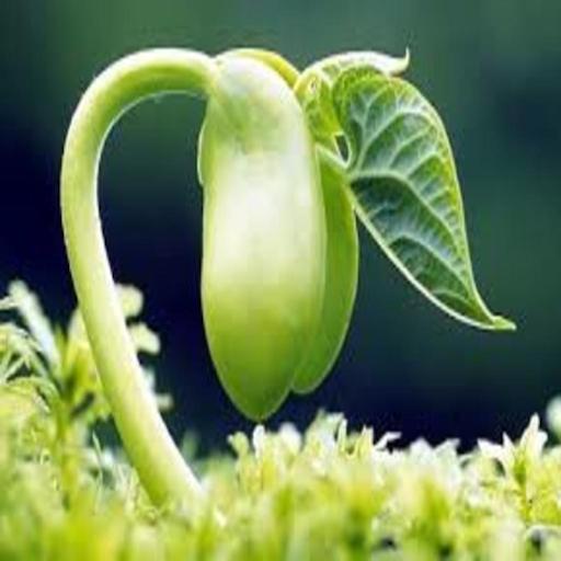 Livingseed App icon