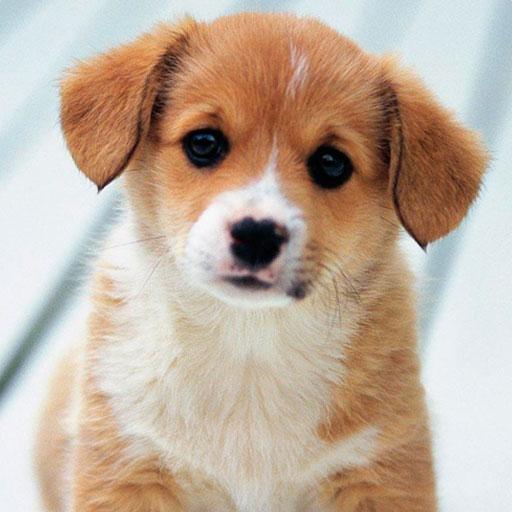 Cute puppies Wallpapers icon