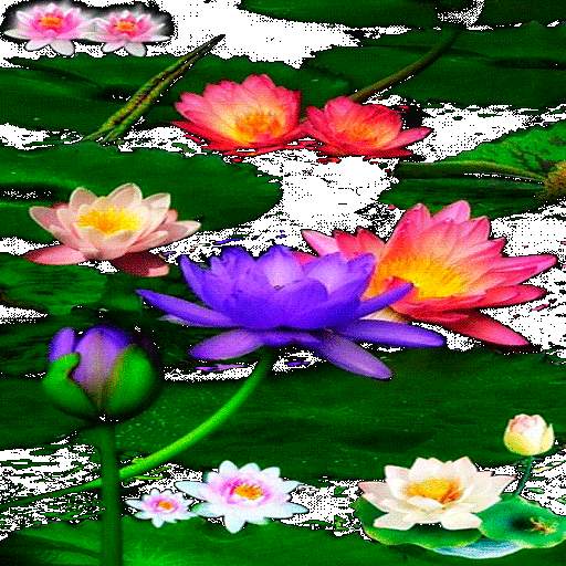 Multicolor Lotus LWP 3