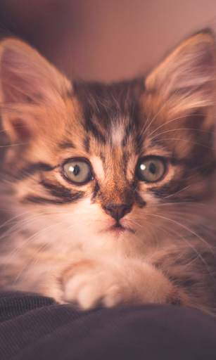 Cute Cats Live Wallpaper (backgrounds & themes) screenshot 4