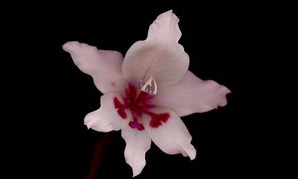 Gladiolus wallpapers screenshot 2