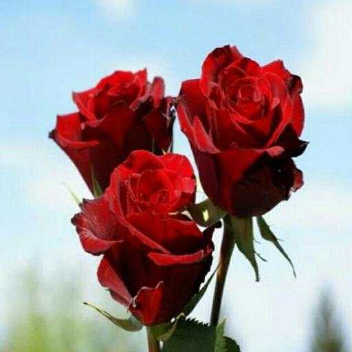 Best flowers 4.2