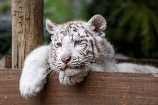 White Tiger Live Wallpaper (Backgrounds) 6 تصوير الشاشة