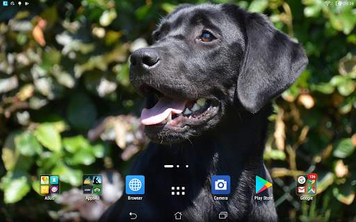 Labrador retrievers live wallp screenshot 4
