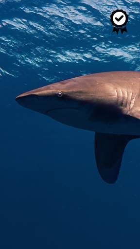 Shark Wallpapers - FREE screenshot 8