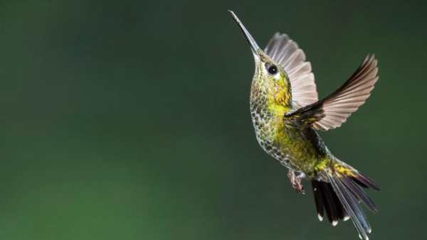 Fly Birds Wallpaper स्क्रीनशॉट 4