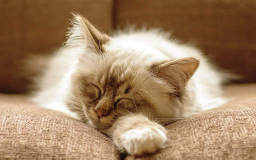 Cats Live Wallpapers screenshot 4
