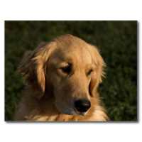Golden Retriever Dog Wallpaper on 9Apps