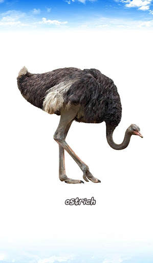 Bird sounds स्क्रीनशॉट 6