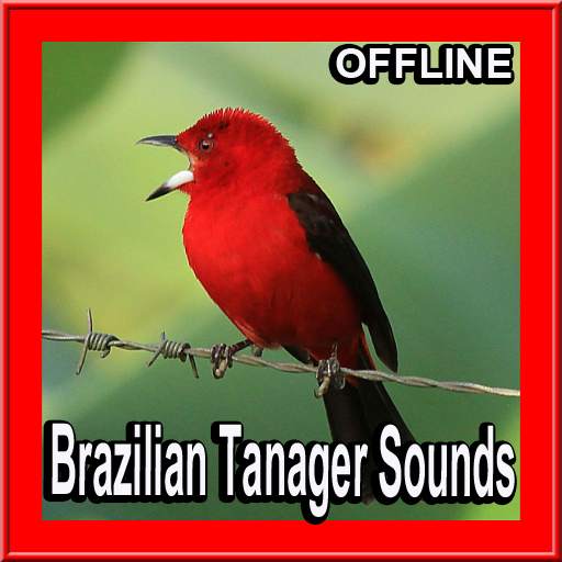 Brazilian Tanager Bird Sounds 1.0