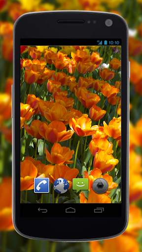 4K Flower Glade Video Live Wallpapers screenshot 2