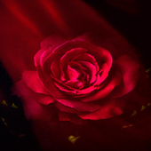 Flare Pink Rose LWP icon