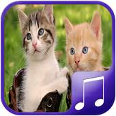 Cat Sounds – Cat Noises App 1.0